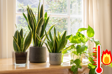 ¿Cansado del calor? Estas plantas te ayudarán a reducirlo en tu casa