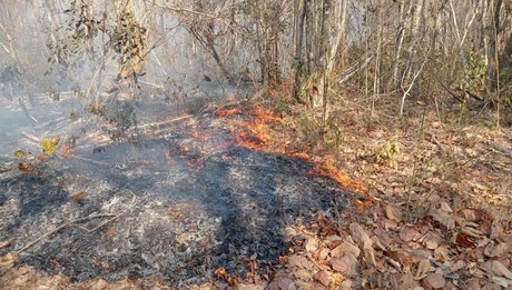 Fuerte incendio en Reserva de la Biosfera Ría Lagartos en Yucatán