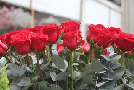 Día de las Madres: ¿Sabes cuáles son las flores más compradas en Edomex?