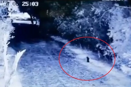 Captan a presunto duende caminando en Monterrey (VIDEO)