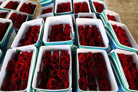 Día de las Madres: Demanda de flores mexiquenses se dispara en EEUU