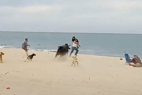 Desata pánico toro en playa La Fortuna en Los Cabos
