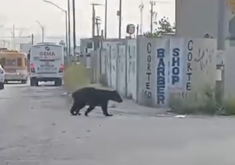 VIDEO: Sale oso a buscar agua en El Carmen, Nuevo León