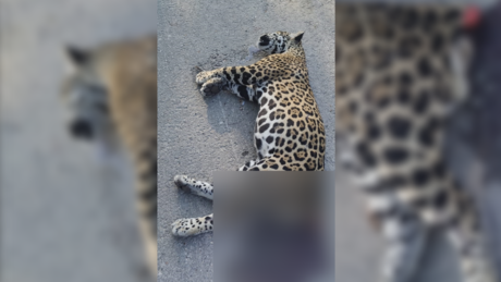 Fauna en peligro: Encuentran a jaguar atropellado en la Mérida-Cancún