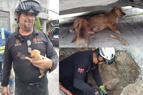 Rescate exitoso de perrito atrapado en tubería en Monterrey
