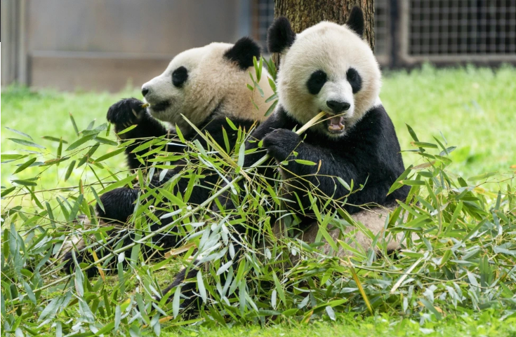 El Zoológico de Washington recibe dos pandas gigantes como parte de su programa de conservación Foto. AP.