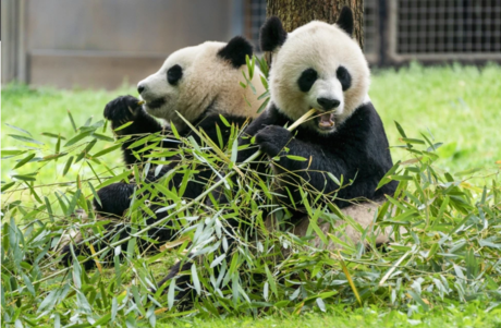 Zoo Nacional de Washington recibirá dos nuevos pandas gigantes de China