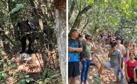 ¡Qué susto! Senderistas se encuentran con oso en La Estanzuela