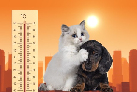 ¿Qué hacer con las mascotas en tiempo de calor?