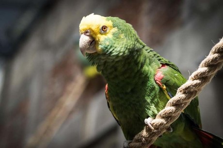 Parques de Tamaulipas se alistan para recibir aves afectadas por la ola de calor