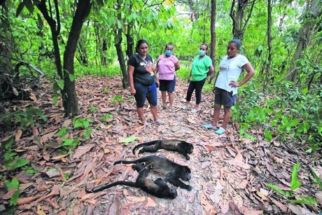 Mueren al menos 10 monos aulladores por calor intenso en Tabasco