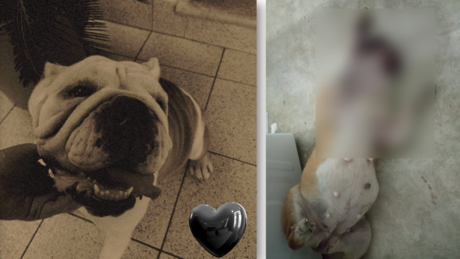 Denuncia de envenenamiento de mascotas en ciudad Caucel