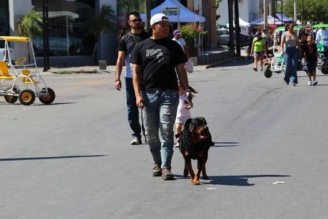 Por altas temperaturas, Salud Torreón emite recomendaciones para mascotas