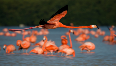 Día Mundial de las Aves Migratorias: Estas son las especies que visitan Yucatán