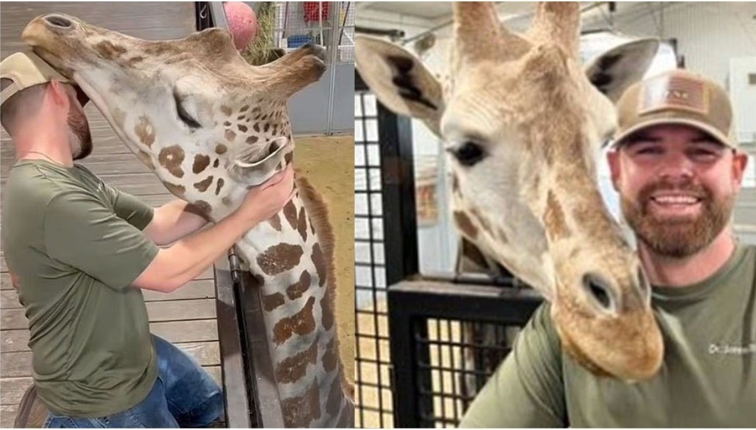 Whitley con la jirafa Gerry antes y después de arreglarle el cuello. Foto: TikTok Dr. Joren Whitley.
