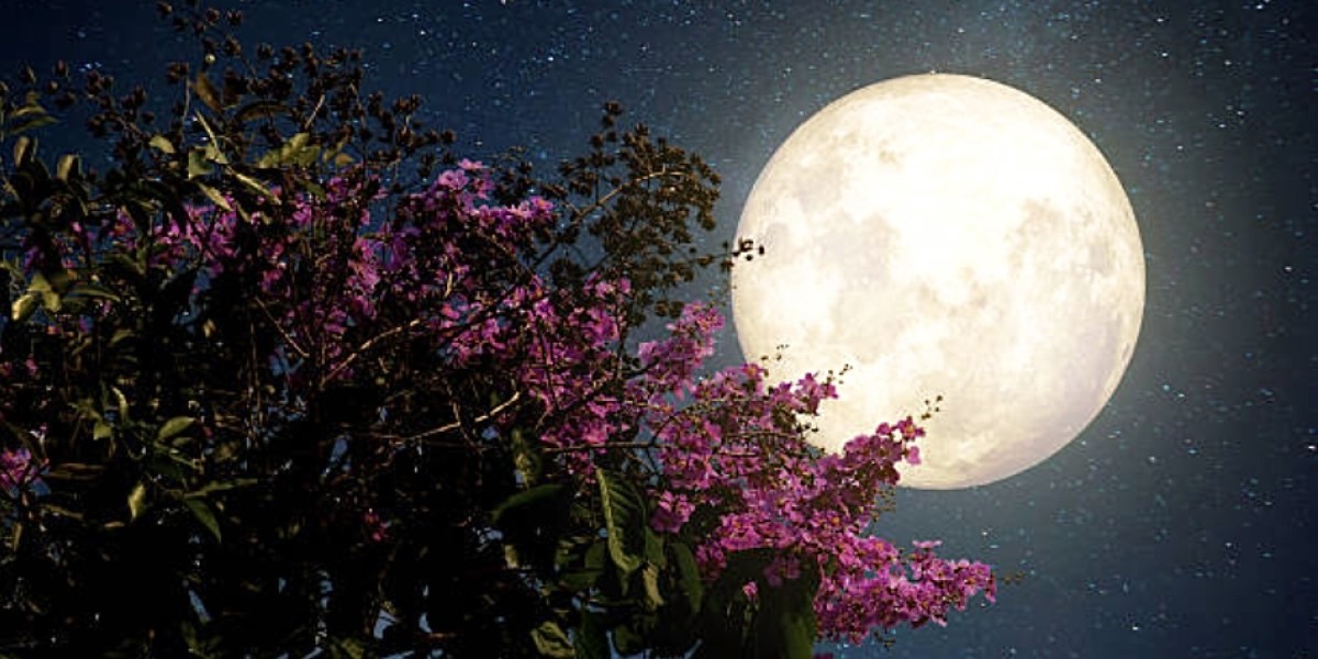 Imagen ilustrativa de la Luna de las Flores. I Foto: ElTiempo.com