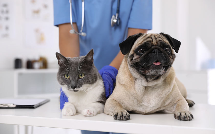Gato y perro con un doctor de fondo.    Foto: Especial