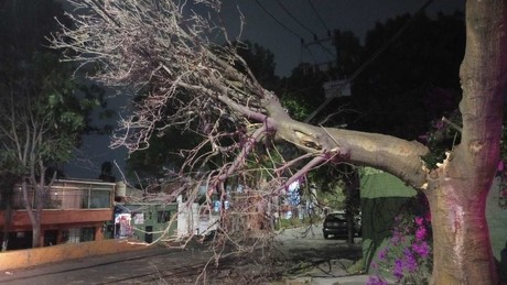 Derriba viento cinco árboles en Naucalpan