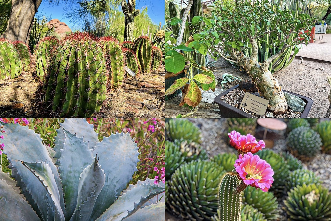 Plantas desérticas. I Foto: Desert Botanical Garden.