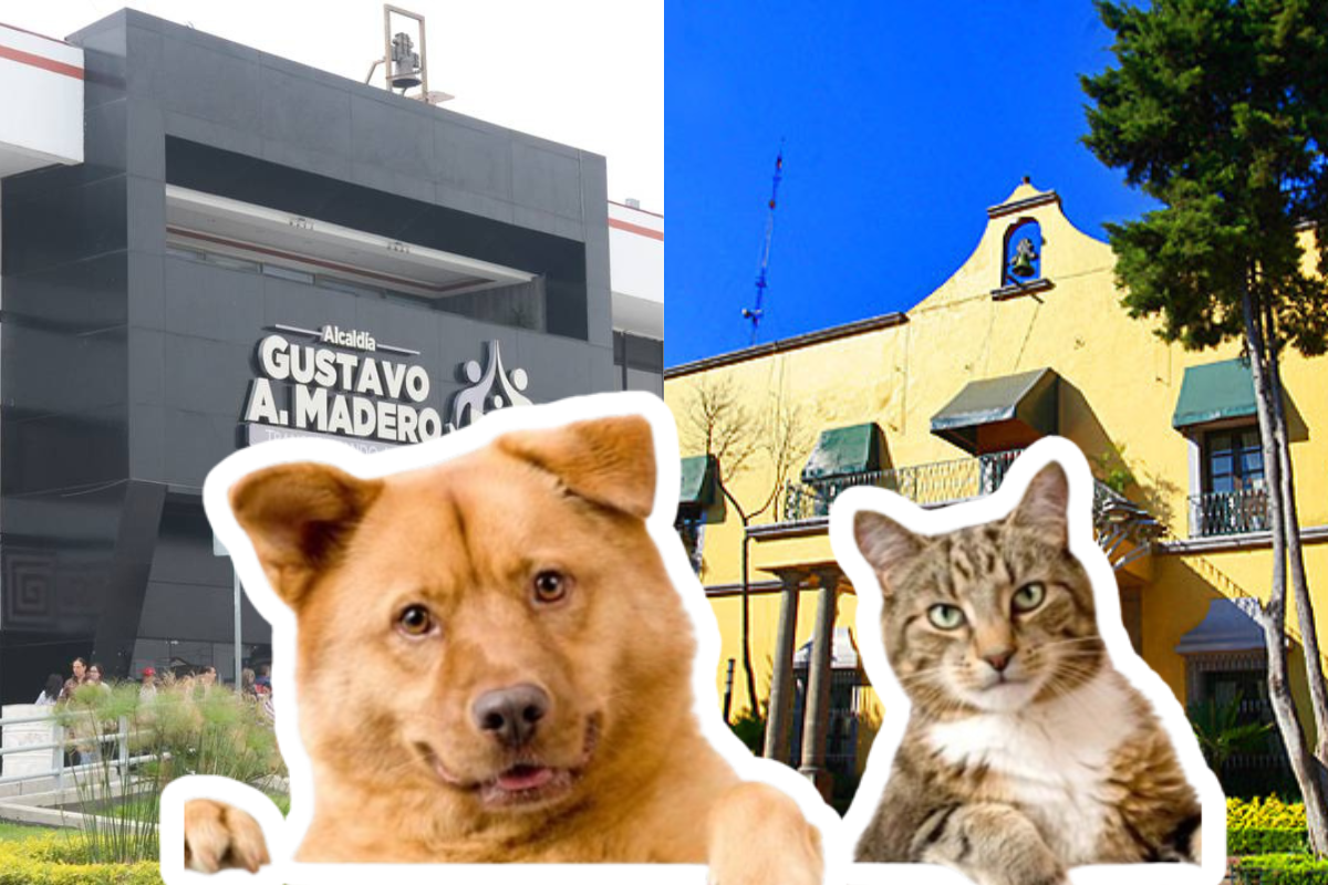 Fachadas de alcaldía Gustavo A. Madero y Miguel Hidalgo y perro y gato.     Foto: Especial