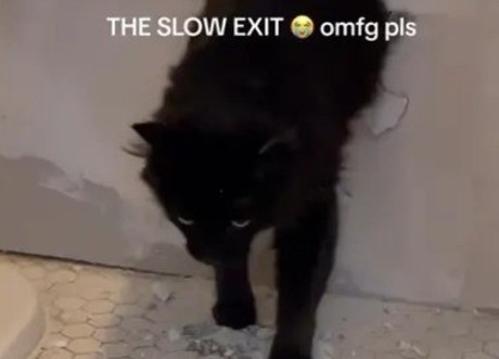 Rescatan a gato que se quedó atrapado en muro (VIDEO)