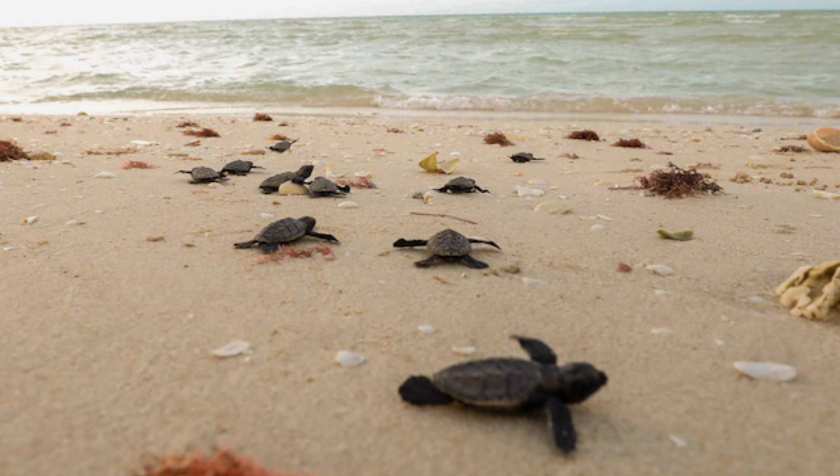 Yucatán tiene playas que son consideras santuarios para la anidación de las tortugas marinas Fotos: Cortesía