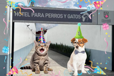 El Hotel para Perros y Gatos Abandonados celebra un año de logros en CDMX