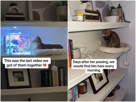 Gato pierde a su mejor amigo y su reacción enternece en redes (VIDEO)