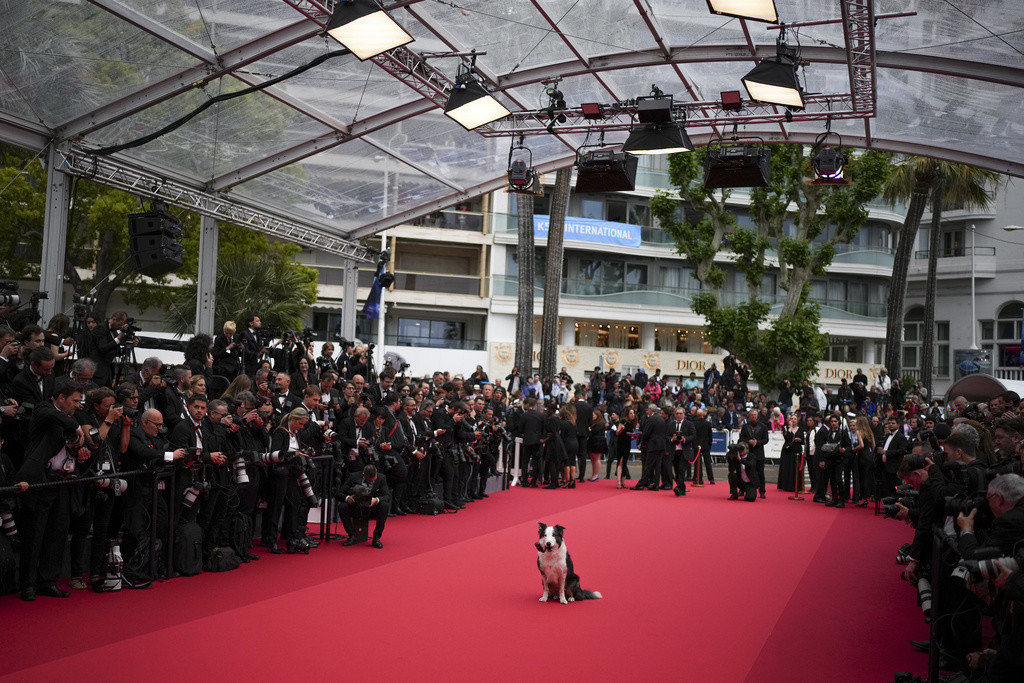 El perro Messi posa a su llegada a la ceremonia y el estreno de la película 'The Second Act' en la 77ª edición del Festival de Cine de Cannes en Francia el martes 14 de mayo de 2024.(Foto Daniel Cole/Invision/AP)