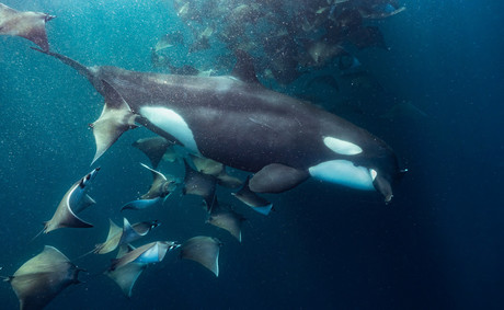 El Sargento, BCS: Avistamiento de orcas en el 'acuario del mundo' Mar de Cortés