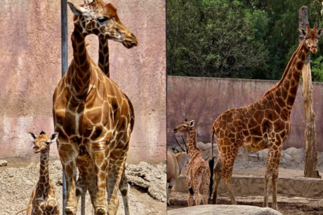 ¡Bienvenida al mundo! Nace jirafa en el Zoológico de San Juan de Aragón