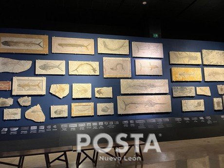 Fósiles marinos que habitaron Nuevo León se exhiben en el Museo del Noreste