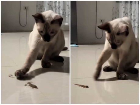 ¡Sorpresa! Gato arranca cola a lagartija y reacción se hace viral (VIDEO)