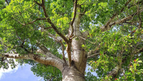 Estos son los árboles recomendados para reforestar Yucatán y combatir el calor