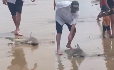 Pequeño tiburón sorprende a turistas en la Isla del Padre (VIDEO)