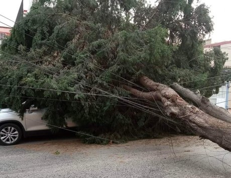 ¡Qué susto! Cae enorme árbol sobre vehículo en Toluca