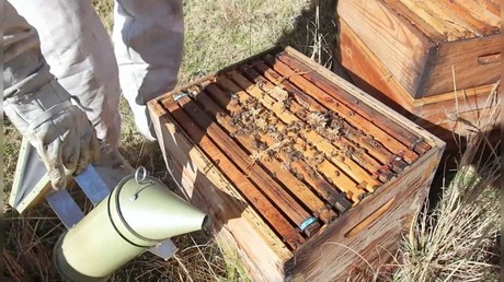 Busca Edomex aumentar la producción de miel de abeja