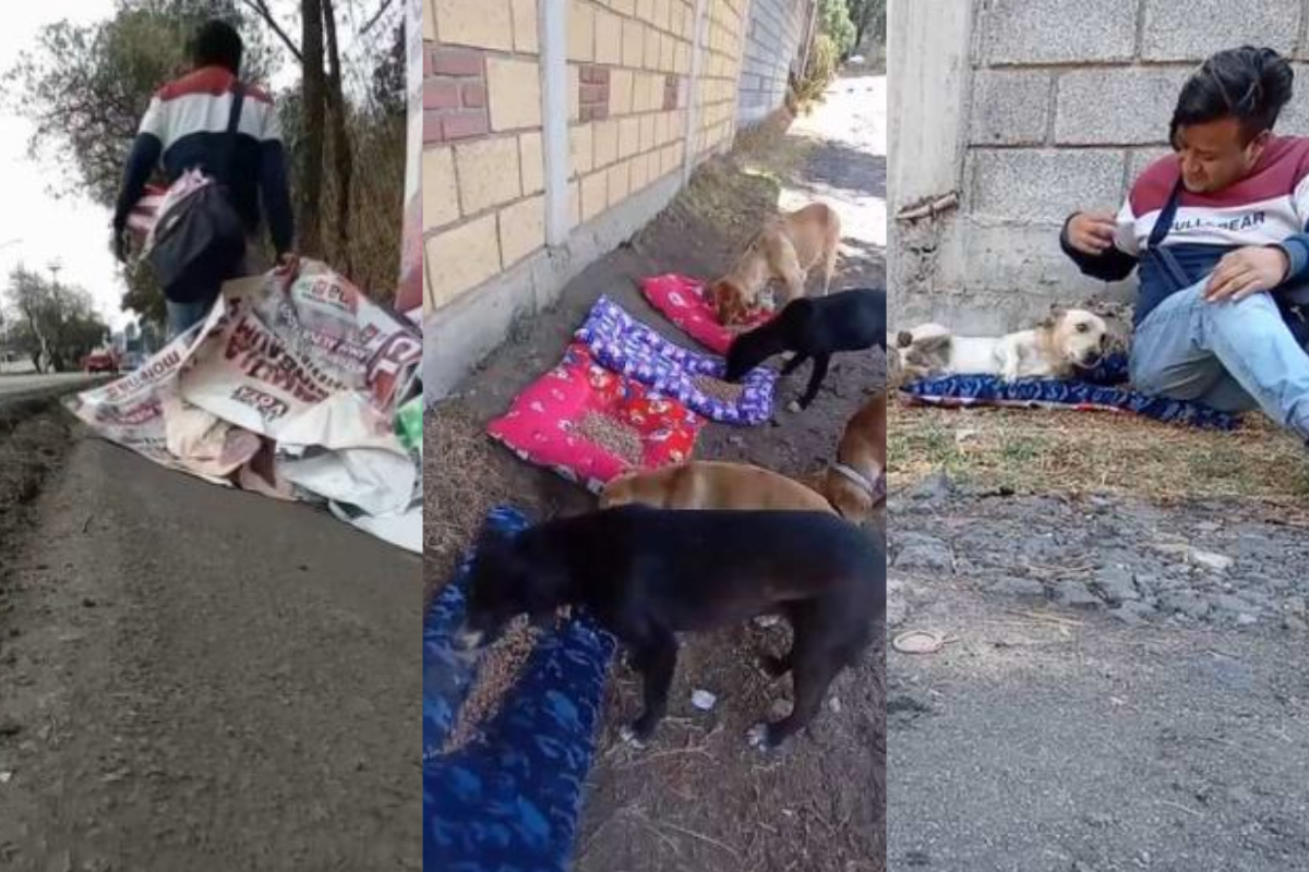 Joven recoge basura electoral y la convierte en camas para lomitos de la calle, además les da alimento. Foto: Captura de pantalla