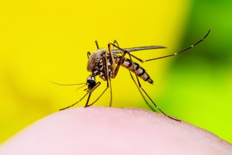 Medidas de prevención del dengue: aumentan casos en Nuevo León