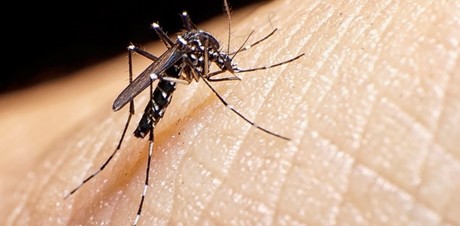 Prevención contra el dengue: campaña 'Lava, tapa, voltea y tira' en Los Cabos