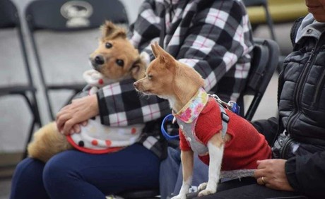 Jornada de Esterilización y Vacunación Canina y Felina en San Mateo Atenco