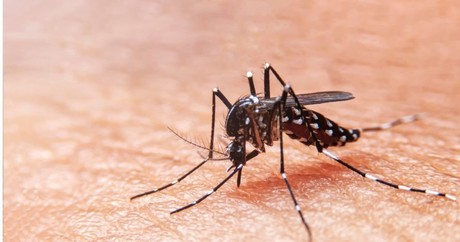 Emite IMSS Coahuila recomendaciones ante proliferación de mosquito Aedes aegypti