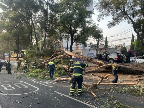 Cae árbol de más de 20 metros sobre Viaducto, no hay personas lesionadas
