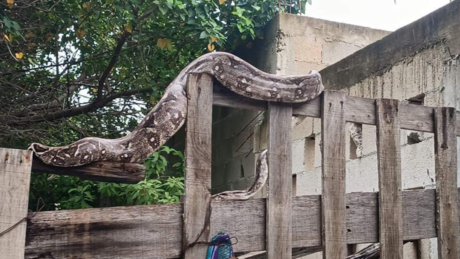 ¡Es la boa! Enorme serpiente sorprende a vecinos de Progreso