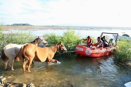 Rescatan más de 40 caballos atrapados en presa Cerro Prieto (VIDEO)