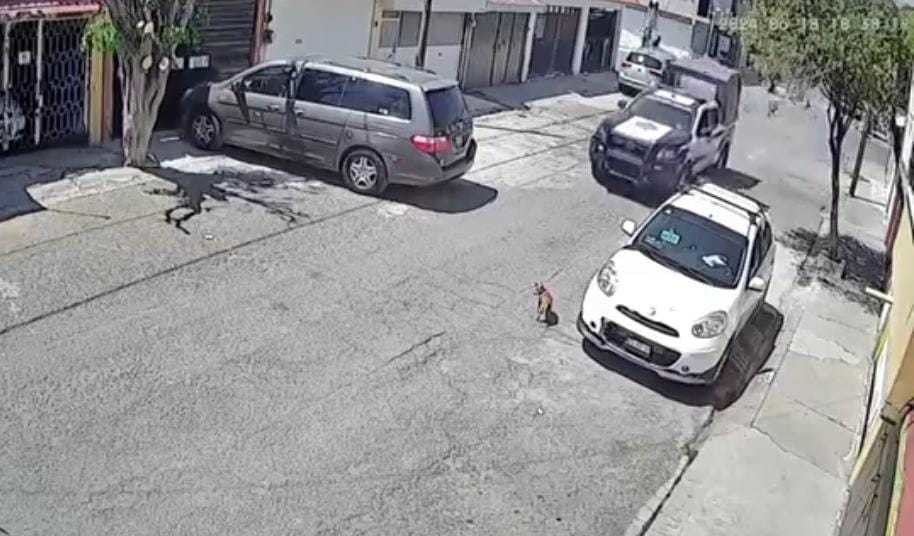 Patrulla de Ecatepec atropella a perrito. Foto: Captura de pantalla