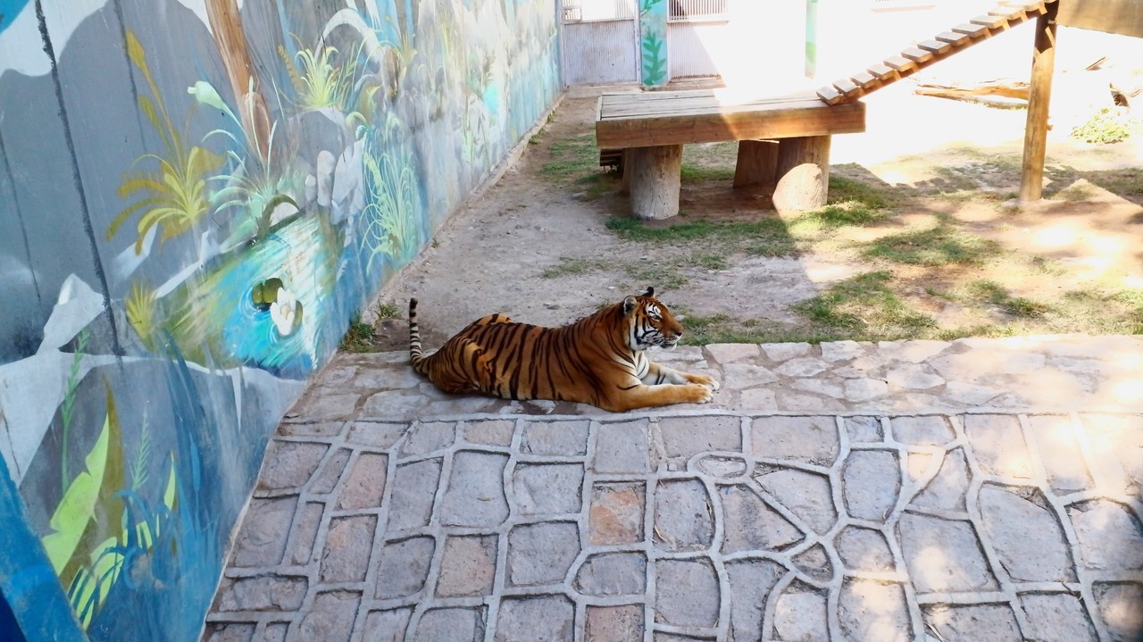La fauna silvestre avistada en los parques duranguenses no pertenece al Zoológico Sahuatoba. Foto: Gerardo Lares.