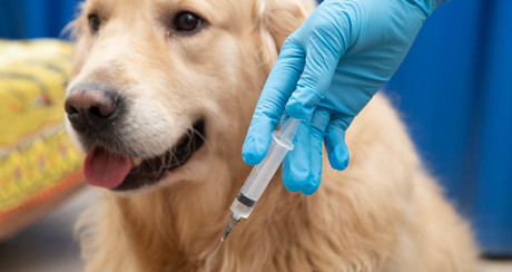 ¡A consentir a mascotas! Baños y vacunas gratis en Ruta Recreativa de Saltillo