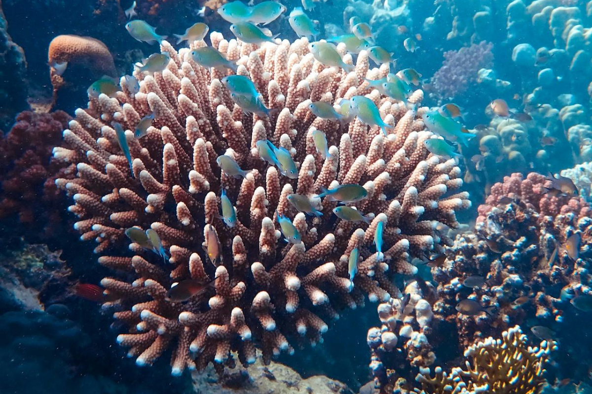 Coral en el pacifico mexicano. Foto: Francesco Ungaro / Pexels