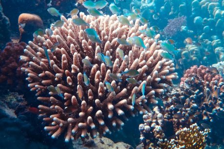 Impacta cambio climático a corales en BCS